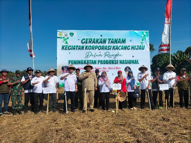 Maros Jadi Lokasi Gerakan Tanam Kacang Hijau