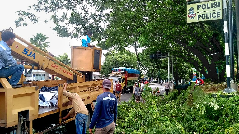 Rawan Tumbang, DLH Maros Benahi Puluhan Pohon