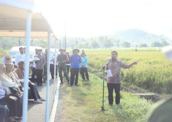 Wali Kota Parepare panen perdana benih padi di Abbanuangnge Wattang Bacukiki