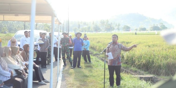 Wali Kota Parepare panen perdana benih padi di Abbanuangnge Wattang Bacukiki