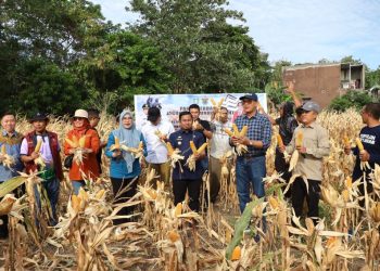 interaksi - Panen Perdana Jagung Jago Unhas di Parepare