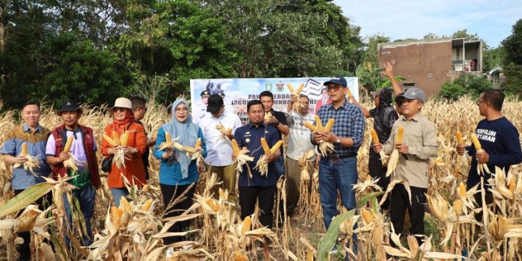 interaksi - Panen Perdana Jagung Jago Unhas di Parepare