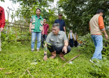 Wakil Bupati Barru Abustan Bintang meninjau kebun kopi petani Pujananting