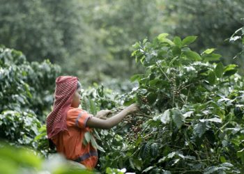 Perkebunan kopi Indonesia sebagai bagian hilirisasi kopi nasional