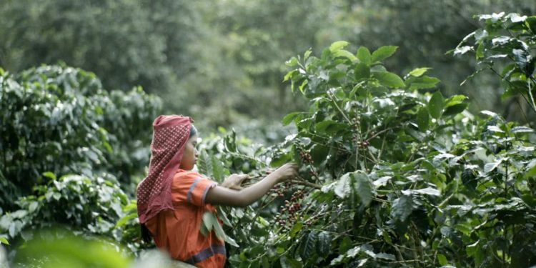 Perkebunan kopi Indonesia sebagai bagian hilirisasi kopi nasional