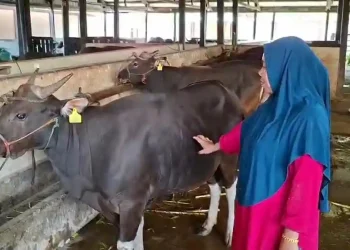 Sapi kurban di Parepare jelang Idul Adha 2026
