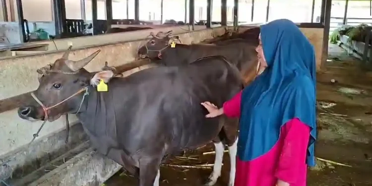 Sapi kurban di Parepare jelang Idul Adha 2026