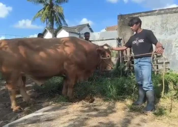 Sapi kurban Presiden Prabowo Subianto di Parepare berbobot 833 kilogram