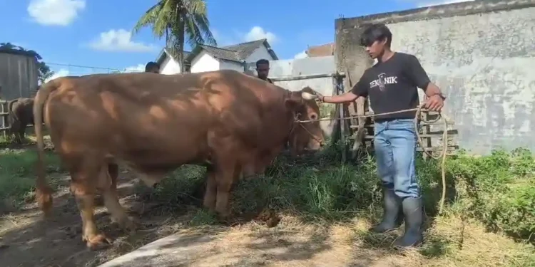 Sapi kurban Presiden Prabowo Subianto di Parepare berbobot 833 kilogram