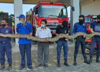 Petugas Damkar Parepare mengevakuasi ular piton sepanjang 7 meter di bengkel motor kawasan Lapadde