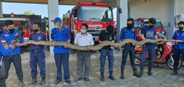 Petugas Damkar Parepare mengevakuasi ular piton sepanjang 7 meter di bengkel motor kawasan Lapadde