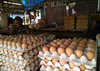 Peternak telur di Parepare menunjukkan stok telur ayam yang tidak laku di pasaran