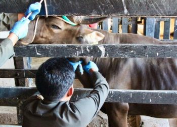 Petugas memeriksa kesehatan sapi kurban di Parepare