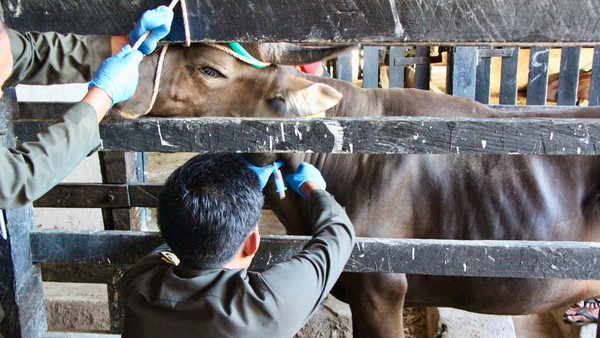 Jelang Idul Adha, 1.025 Sapi Kurban di Parepare Diperiksa dan Diberi Obat Cacing