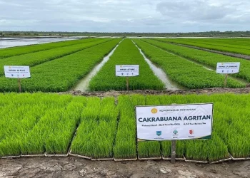 Petani Papua mengelola lahan sawah hasil program cetak sawah pemerintah