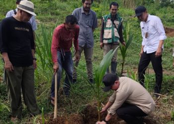 Benih unggul perkebunan untuk program hilirisasi Kementan 2026