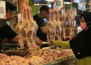 Harga Daging Global diproyeksikan tetap tinggi sepanjang 2026 menurut FAO