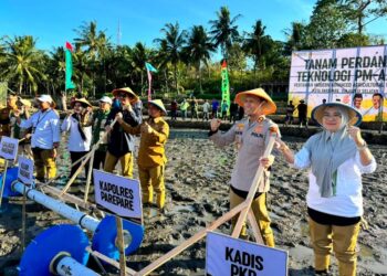 Sawah Watang Bacukiki Parepare berpotensi meningkatkan produktivitas pertanian