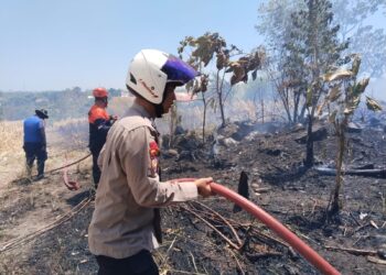 Kebakaran Parepare melanda halaman Pertashop dan lahan jagung warga di Bumi Harapan