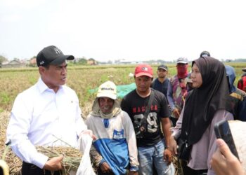 produksi benih padi Subang di BRMP Sukamandi