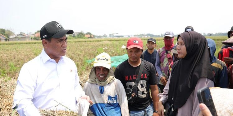 produksi benih padi Subang di BRMP Sukamandi