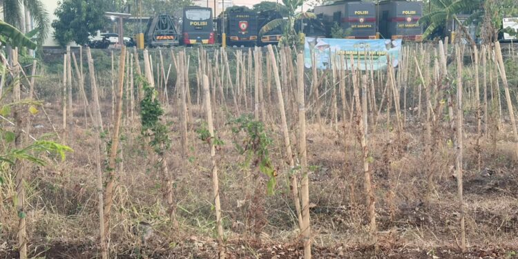 BIRO SDM POLDA SULSEL LAKUKAN PERAWATAN TANAMAN UWI UNGU, USIA 9 BULAN SIAP PANEN