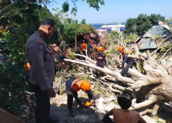 Pohon Tua Tumbang di Cappa Galung Parepare, Polsek Bacukiki Bantu Dua Rumah Warga yang Rusak