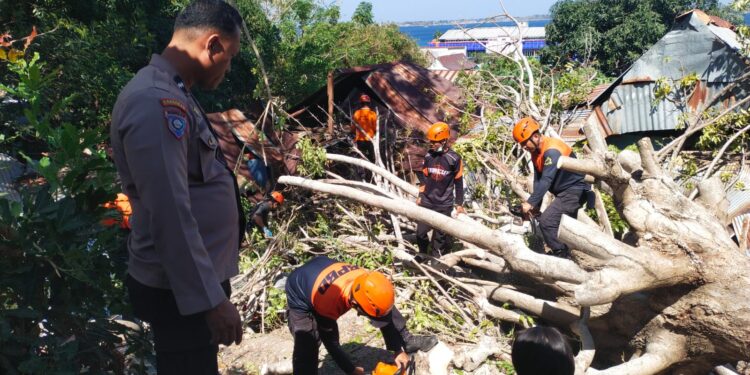 Pohon Tua Tumbang di Cappa Galung Parepare, Polsek Bacukiki Bantu Dua Rumah Warga yang Rusak